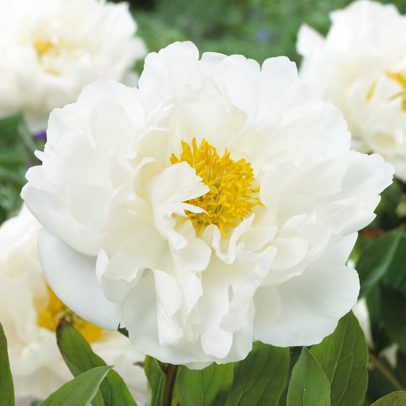 Pæon lactiflora 'Miss America'