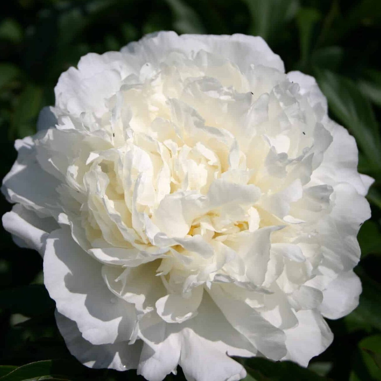 Pæon lactiflora 'Mrs. Edward Harding'