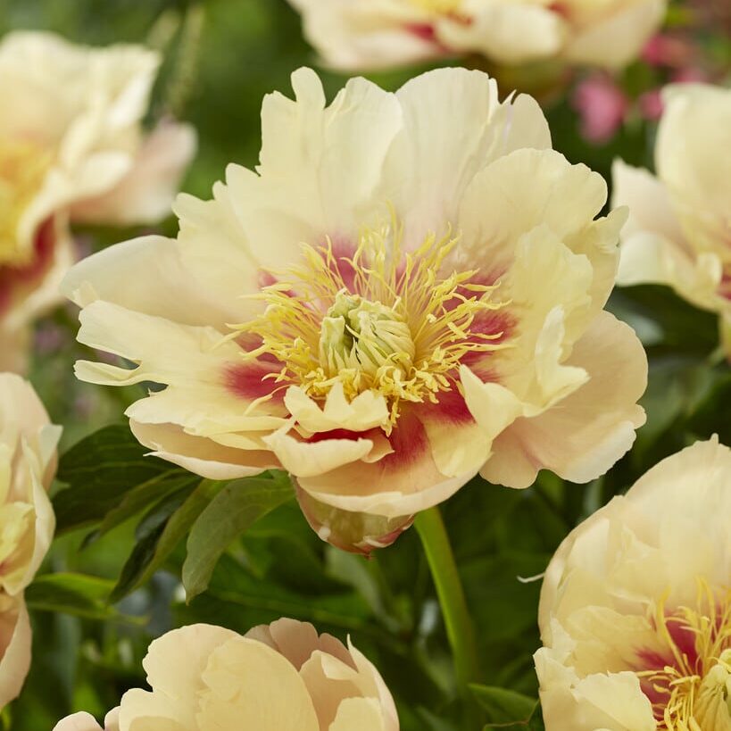 Pæon hyb. Itoh 'Prairie Charm'