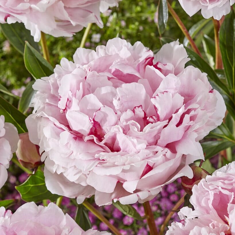 Pæon lactiflora 'Sarah Bernhardt'