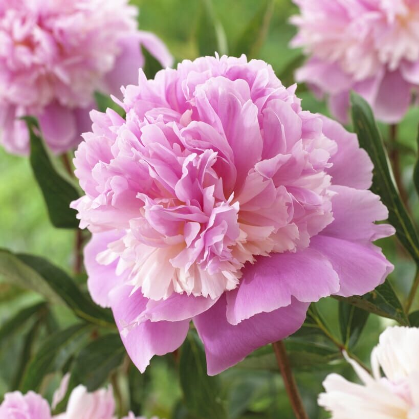 Pæon lactiflora 'Sorbet'