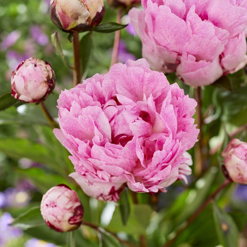 Pæon lactiflora 'The Fawn'