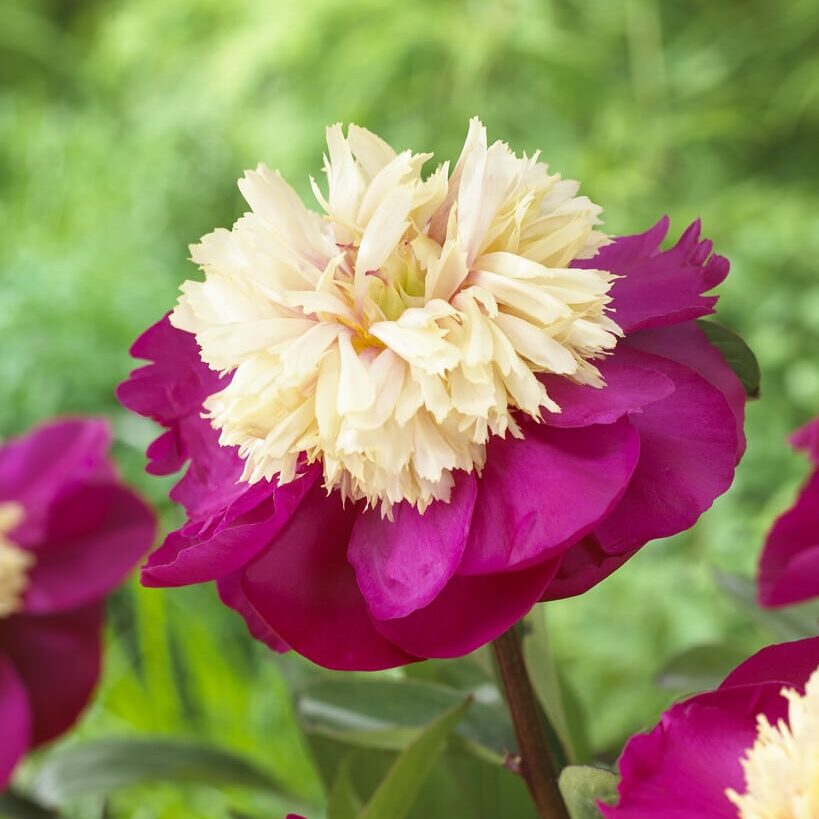 Pæon lactiflora 'White Cap'
