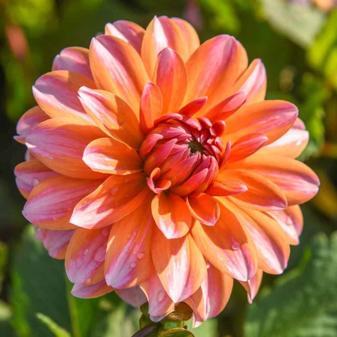 Dahlia 'Peaches & Vanilla'