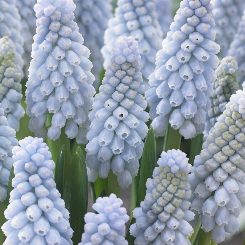 Muscari armeniacum 'Baby's Breath'
