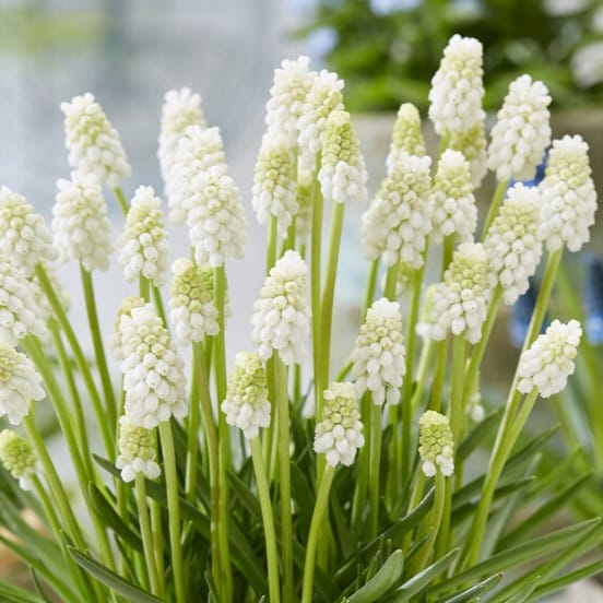 Perlehyacinter/Muscari 'Casablanca'