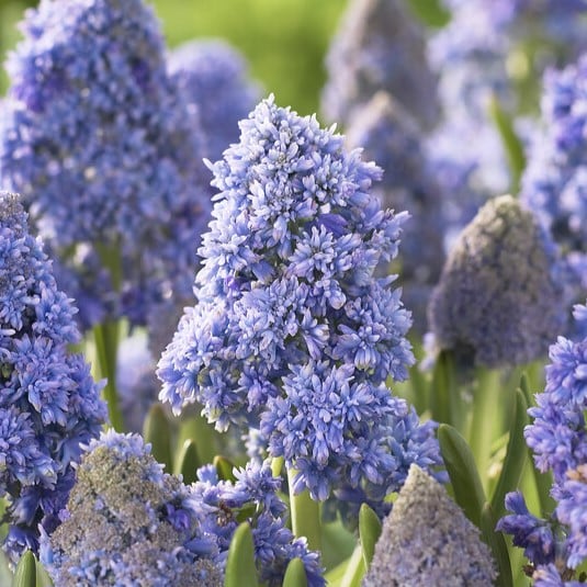 Perlehyacinter/Muscari 'Fantasy Creation'