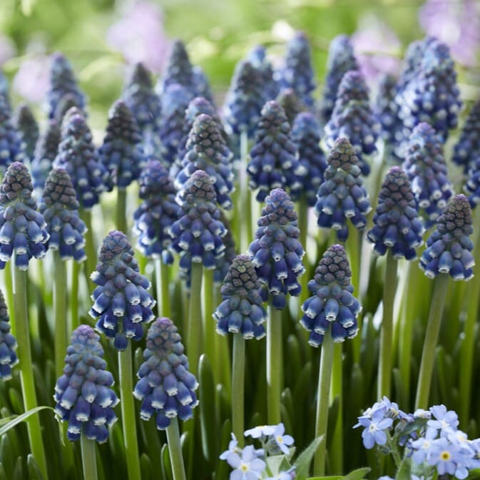Perlehyacinter/Muscari armeniacum 'Night Eyes'®