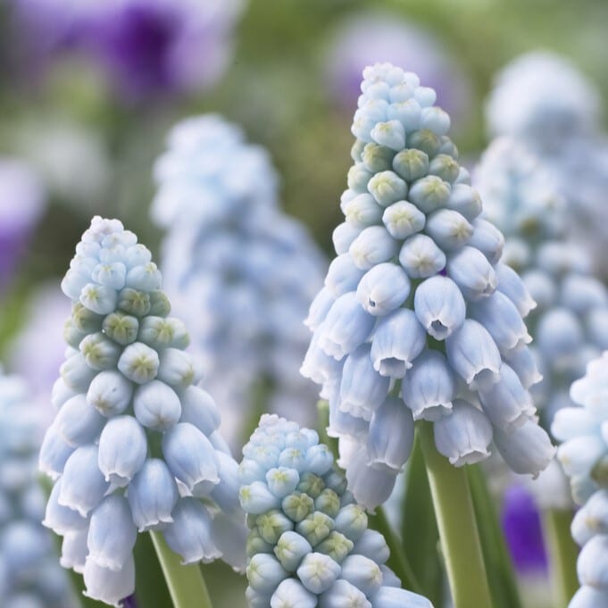 Muscari armeniacum 'Vallerie Finnis'