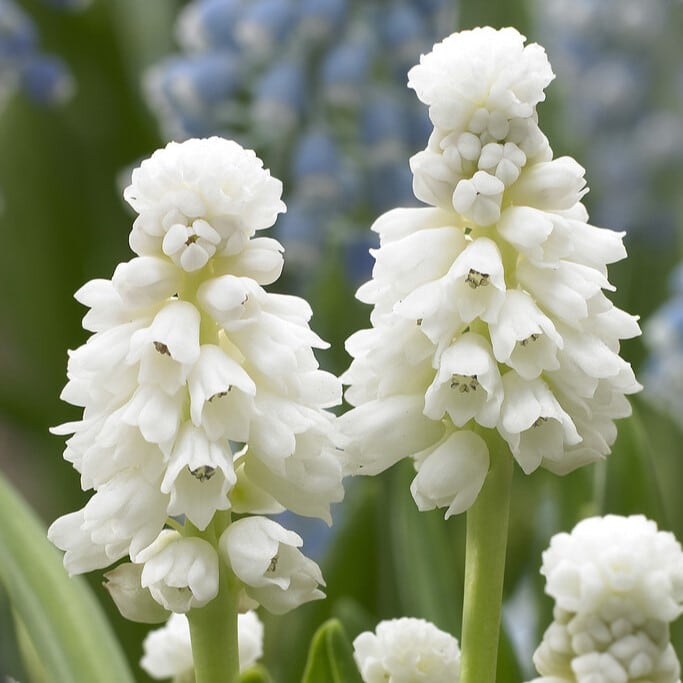 Perlehyacinter/Muscari azureum 'Album'