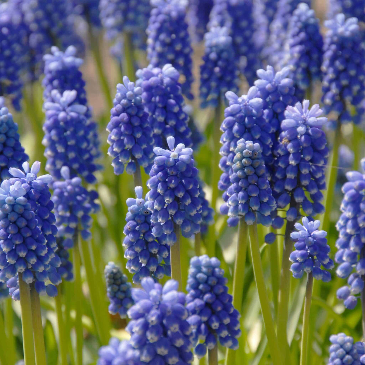 Perlehyacinter/Muscari 'Dark Eyes'
