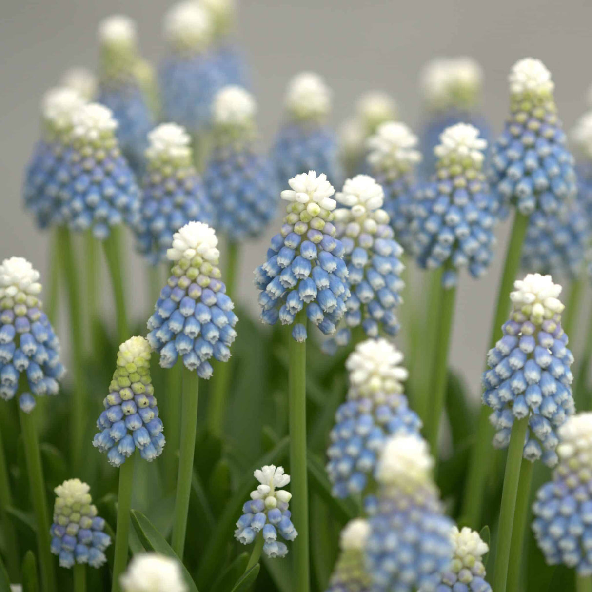 Perlehyacinter/Muscari 'Ocean Magic'