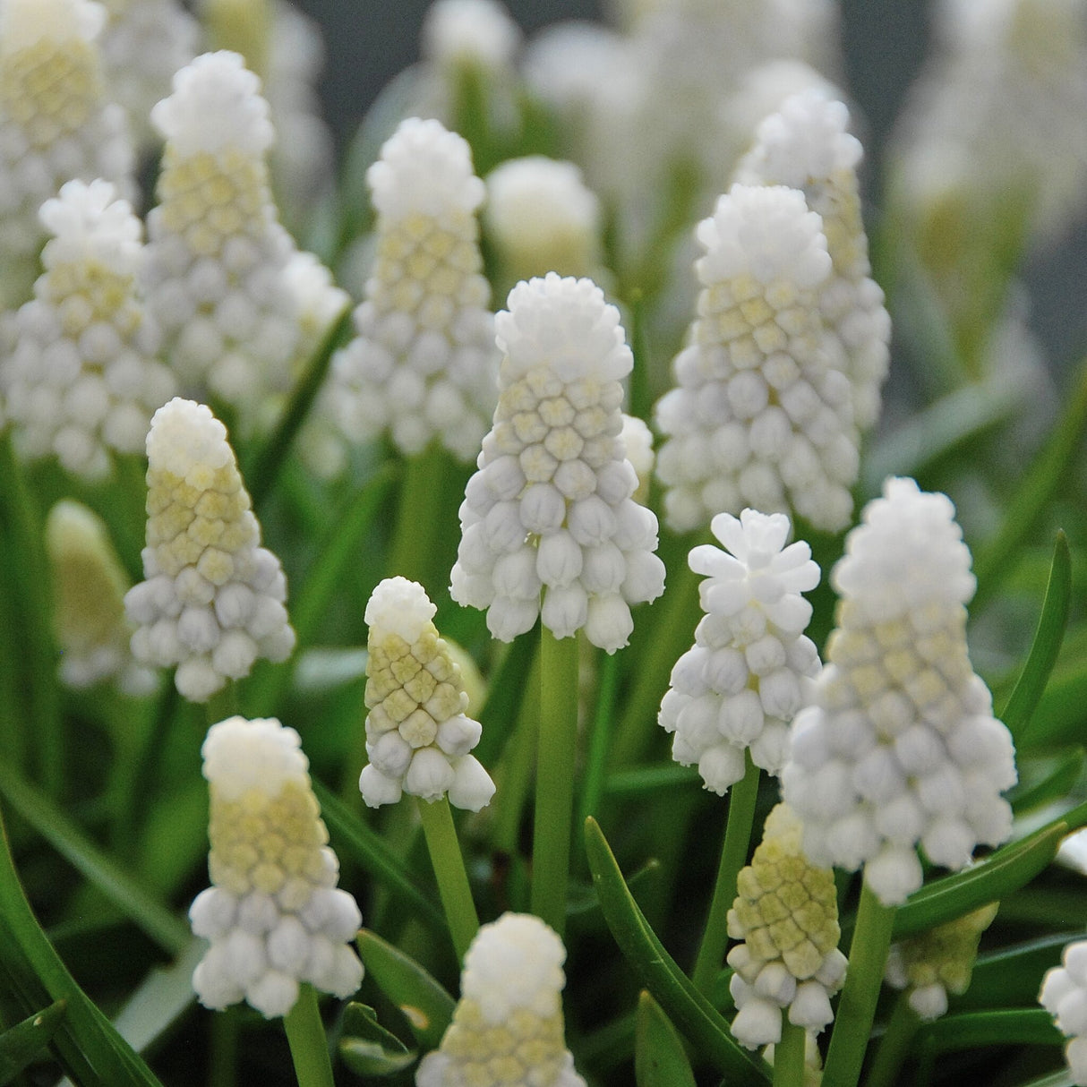 Perlehyacinter/Muscari 'Siberian Tiger'