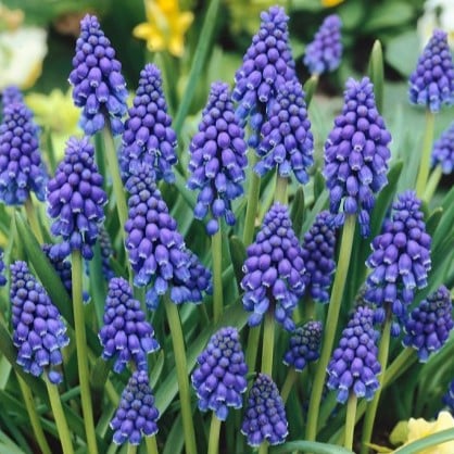 Perlehyacinter/Muscari armeniacum