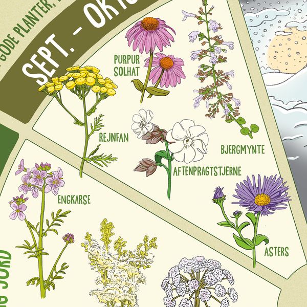 Insektvenlige planter' plakat