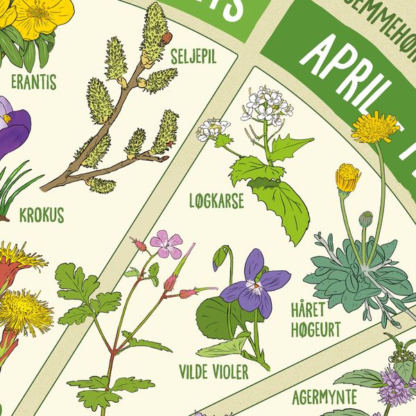 Insektvenlige planter' plakat