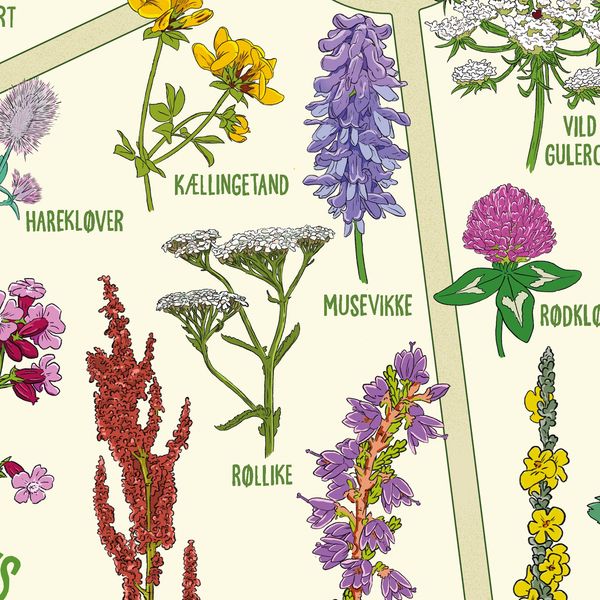 Insektvenlige planter' plakat