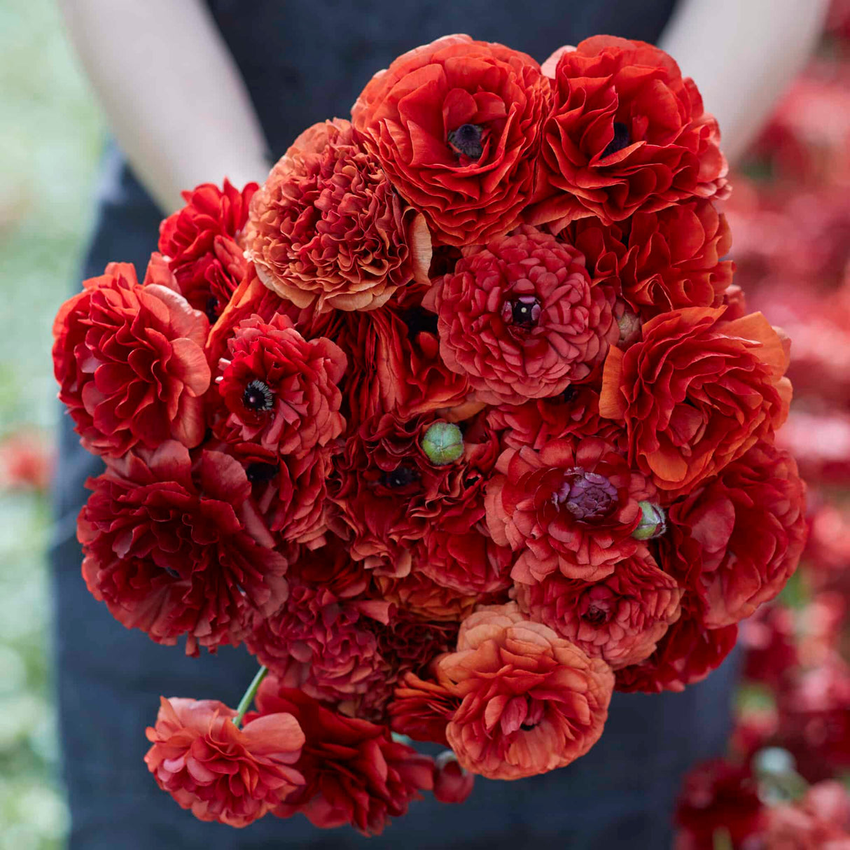 Ranunkel Amandine 'Chocolat' Eksklusive %%sitename%%