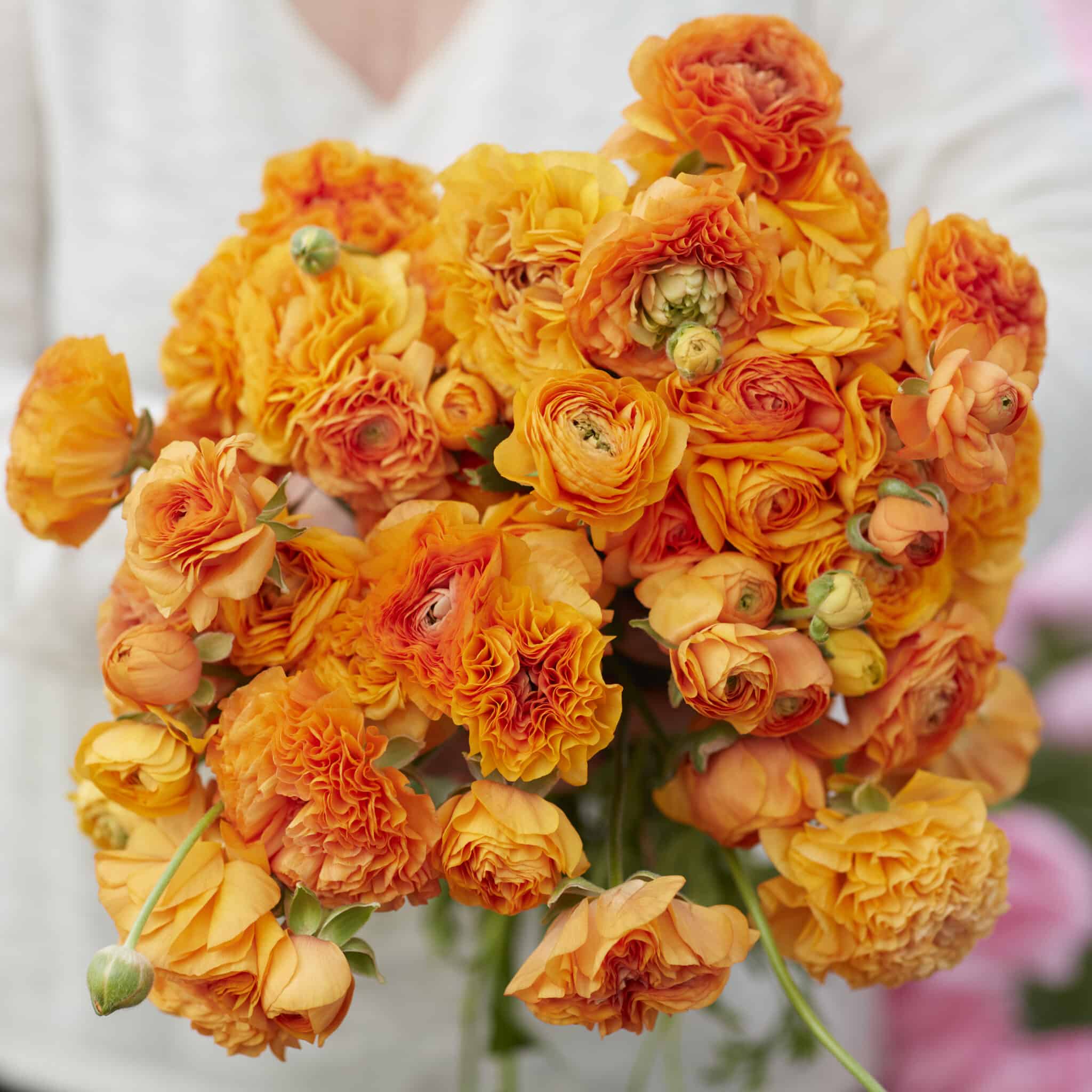 Ranunkel Amandine 'Orange Picotee' Eksklusive %%sitename%%