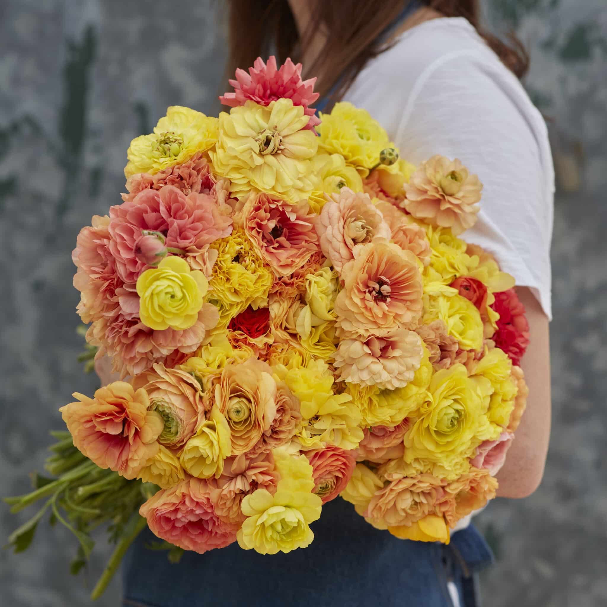 Ranunkel Amandine 'Pastel Lemon' Eksklusive %%sitename%%