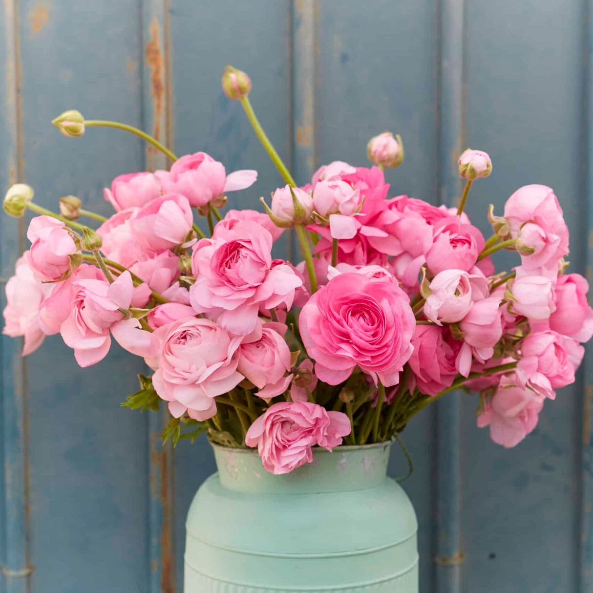 Ranunkel Amandine 'Rose' Eksklusive %%sitename%%