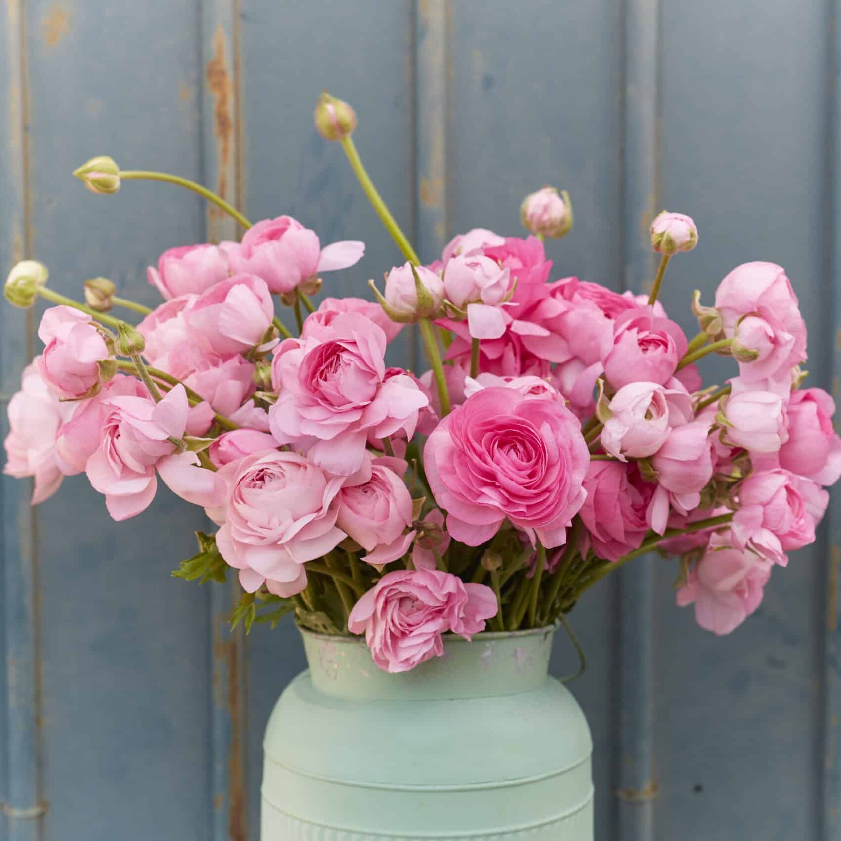 Ranunkel Amandine 'Rose' Eksklusive %%sitename%%