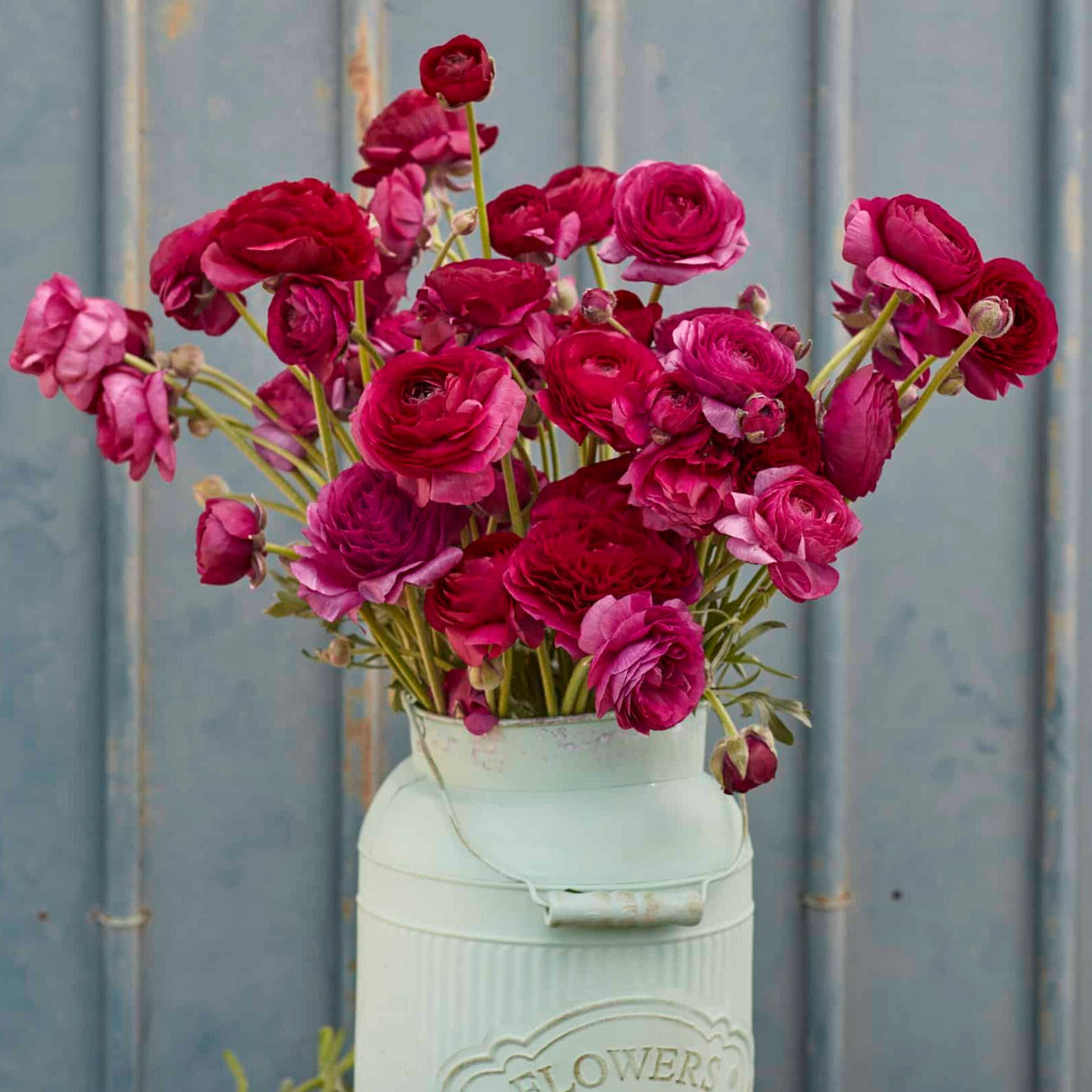 Ranunkel Amandine 'Violet' Eksklusive %%sitename%%