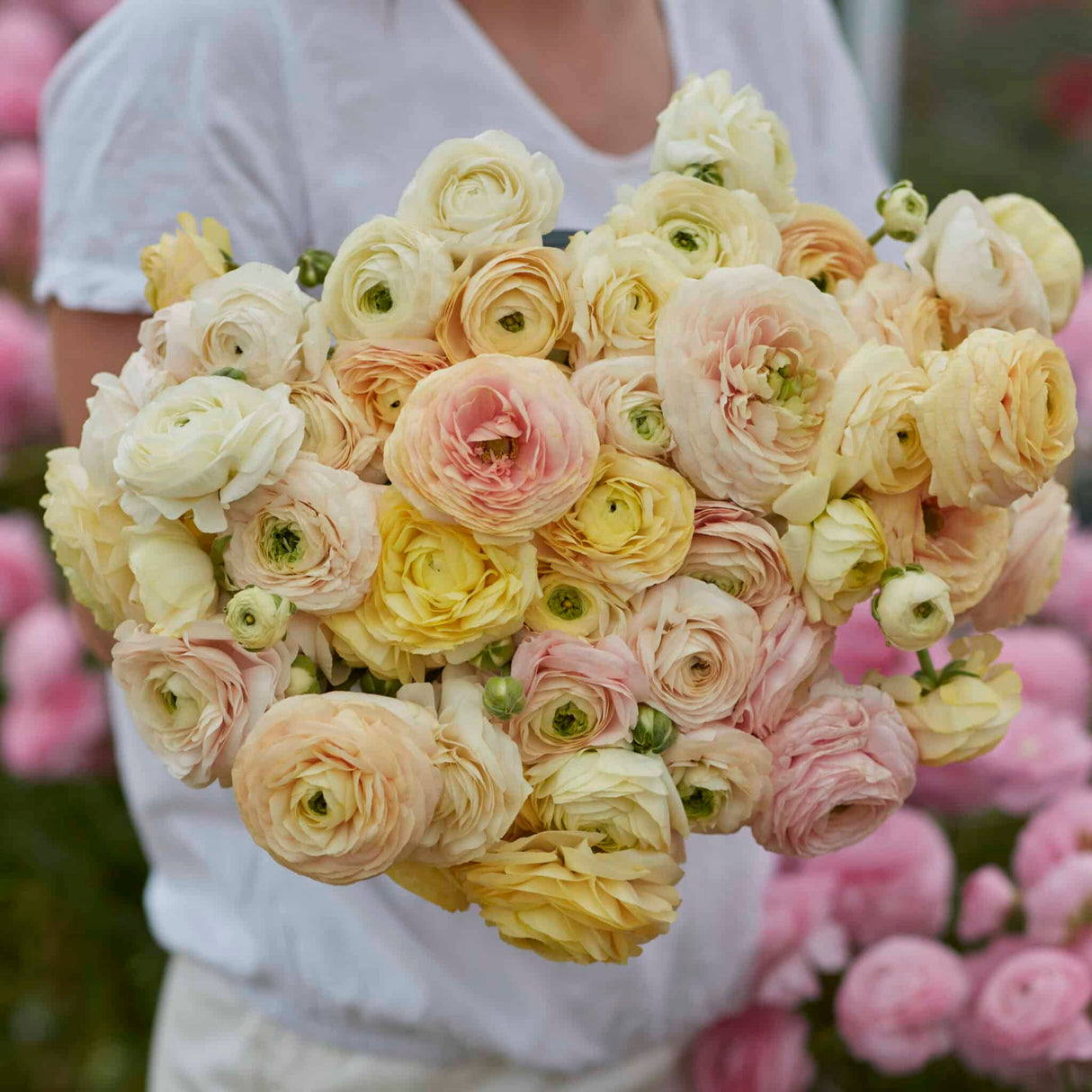 Ranunkel 'Wedding Pastel' Eksklusive %%sitename%%