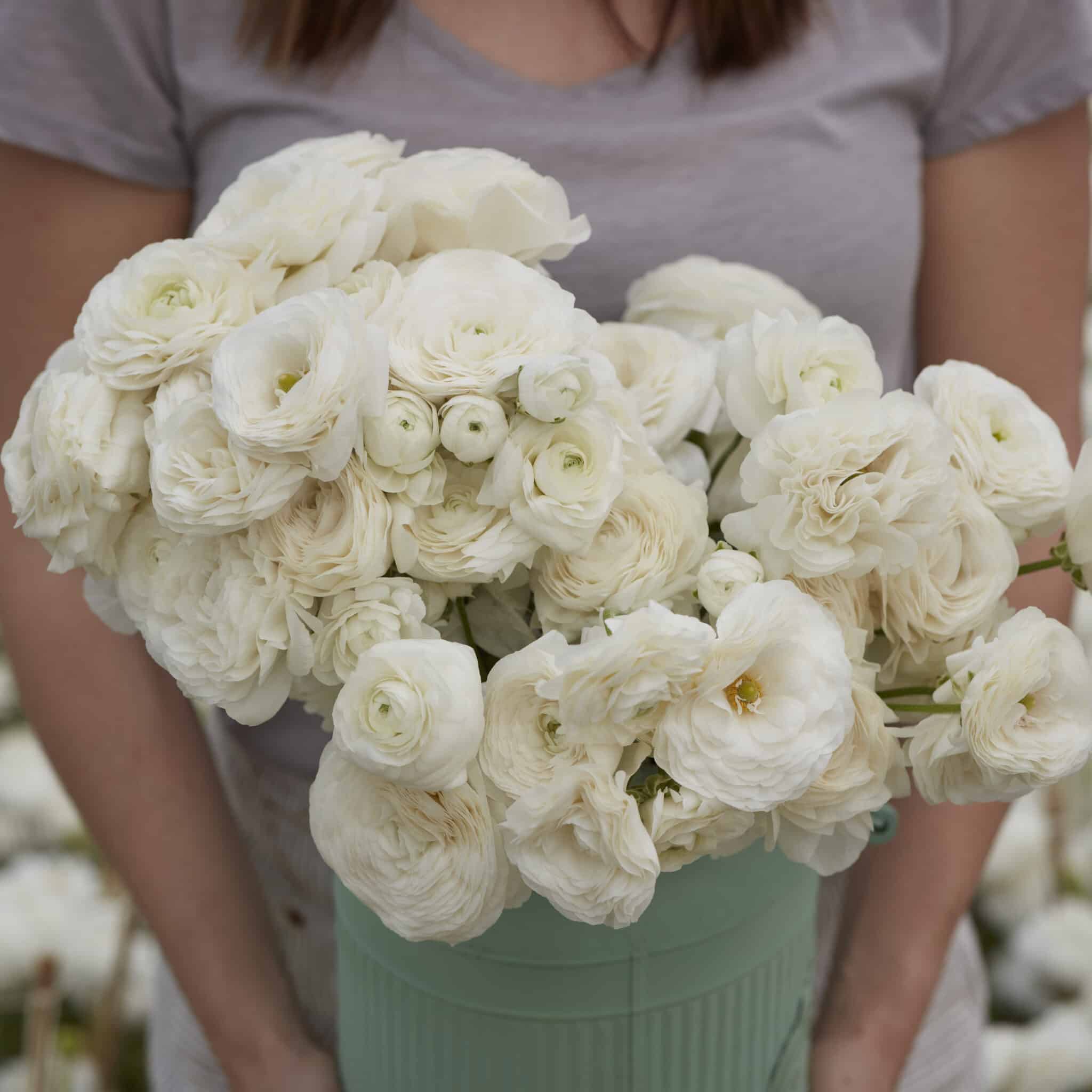 Ranunkel Amandine 'White' Eksklusive %%sitename%%