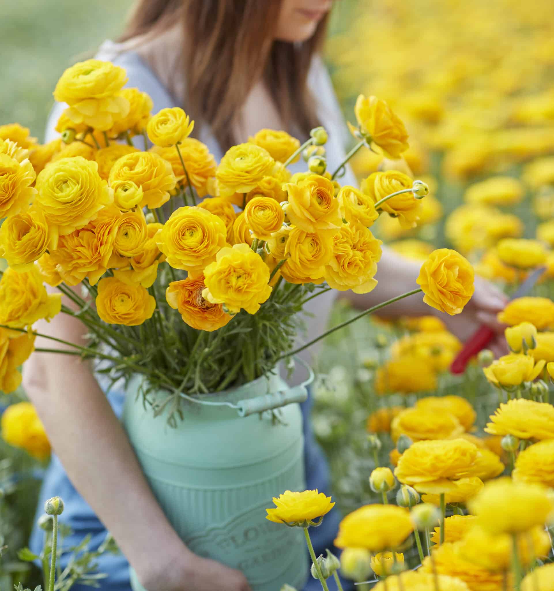 Ranunkel Amandine 'Yellow Picotee' Eksklusive %%sitename%%