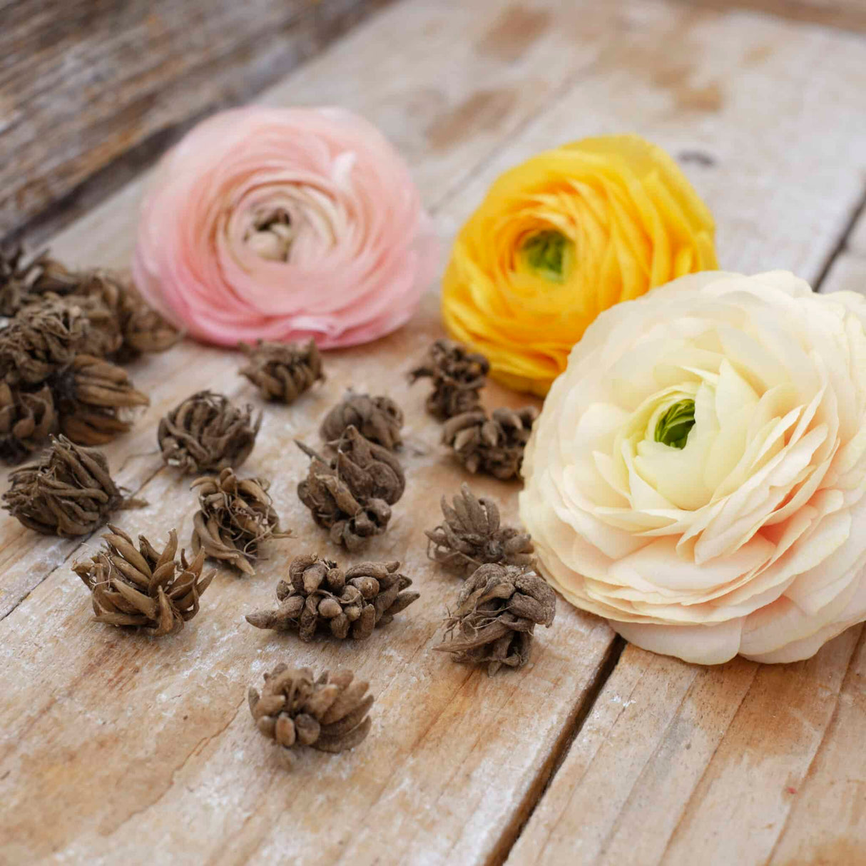 Ranunkel Amandine 'Pastel Lemon' Eksklusive