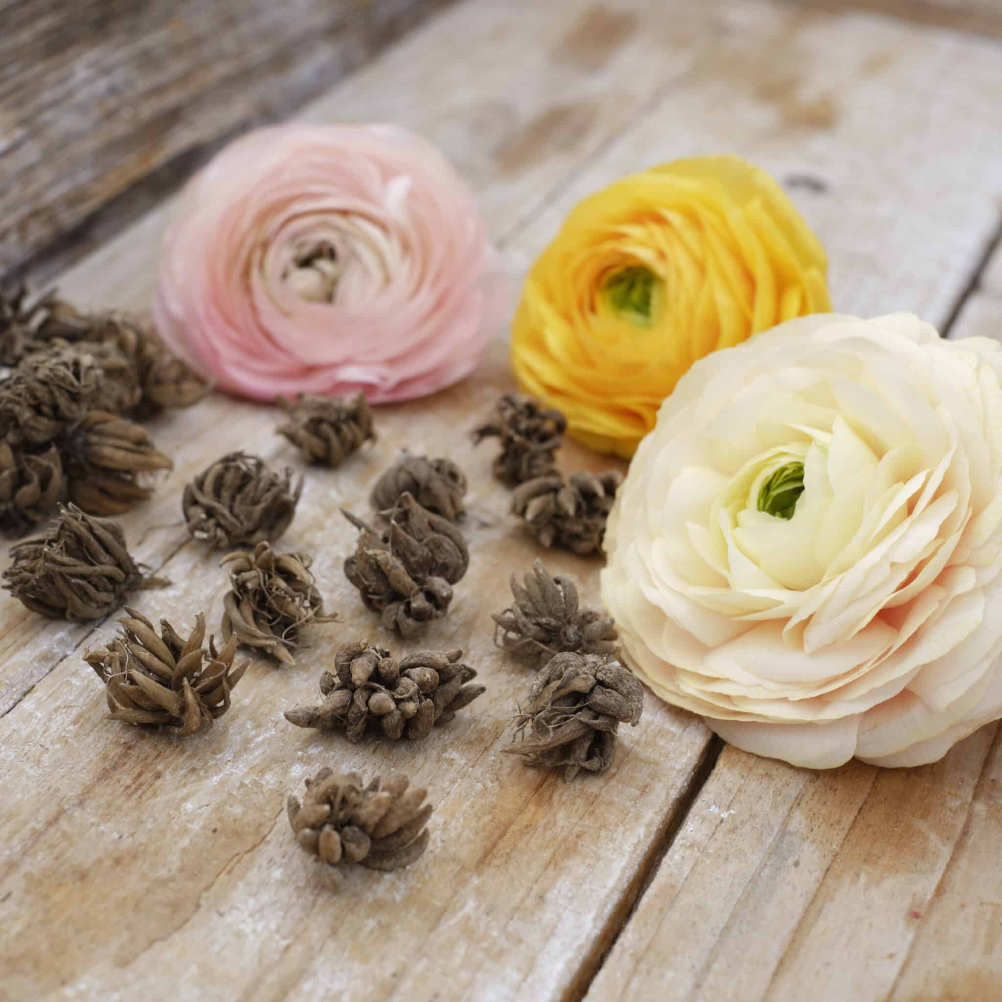 Ranunkel Amandine 'Yellow Picotee' Eksklusive