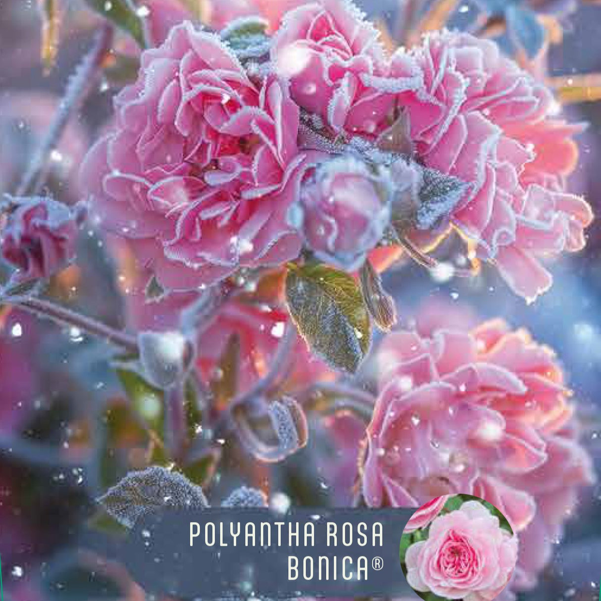 Rose 'Bonica' Nordic Garden Beauties'©