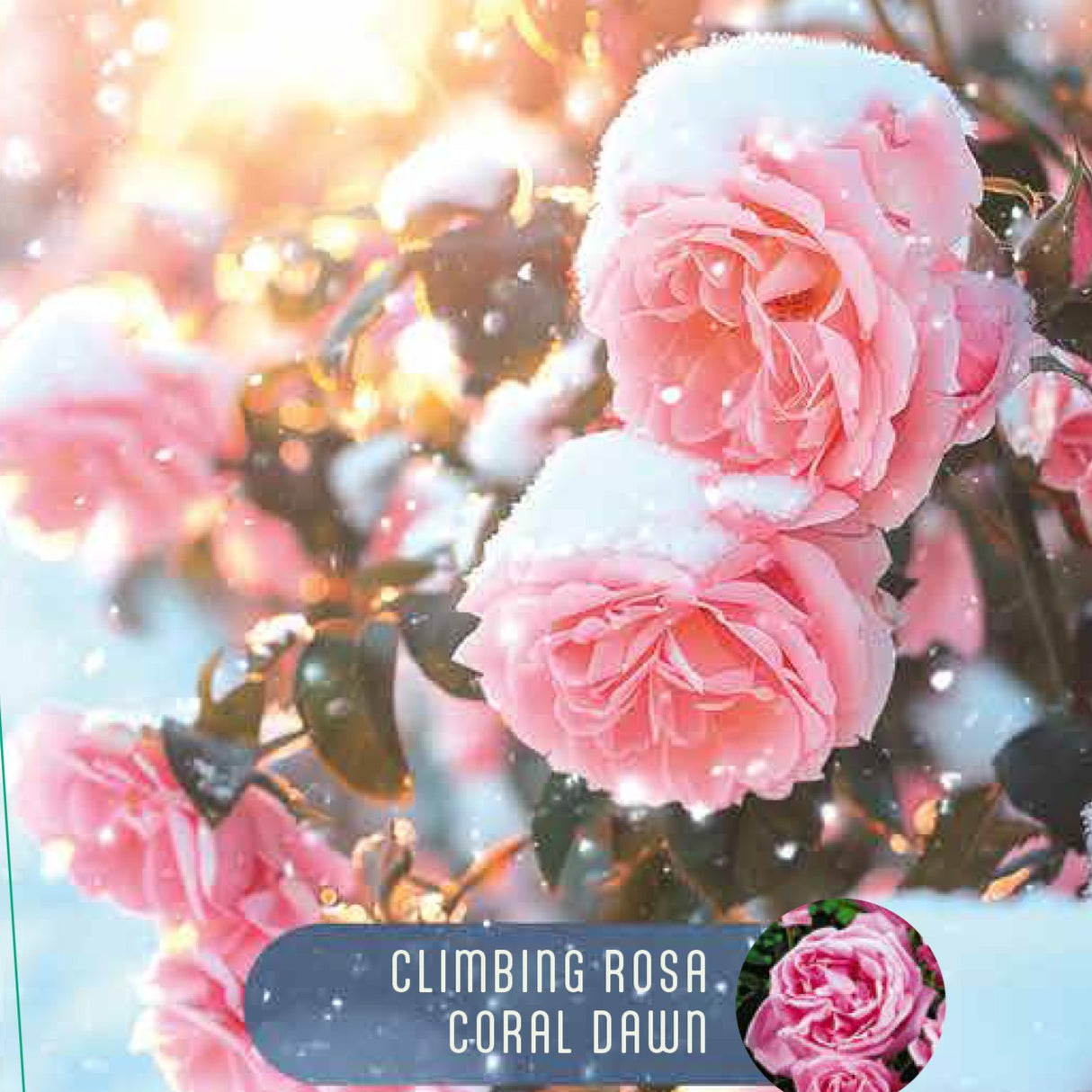 Rose 'Coral Dawn'© Nordic Garden Beauties'©