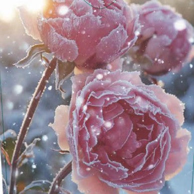 Rose 'Pink Grootendorst'© Nordic Garden Beauties'©