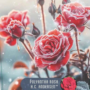 Rose 'H.C. Andersen'© Nordic Garden Beauties'©