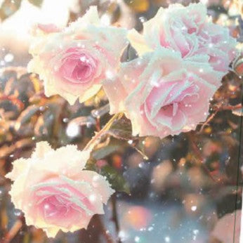 Rose 'New Dawn'© Nordic Garden Beauties'©