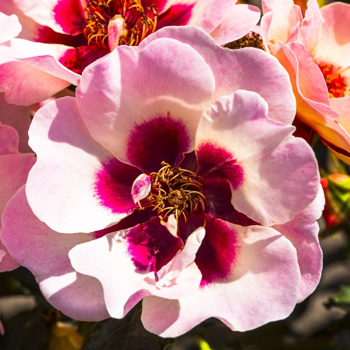 Rose 'Sweet Babylon Eyes'©