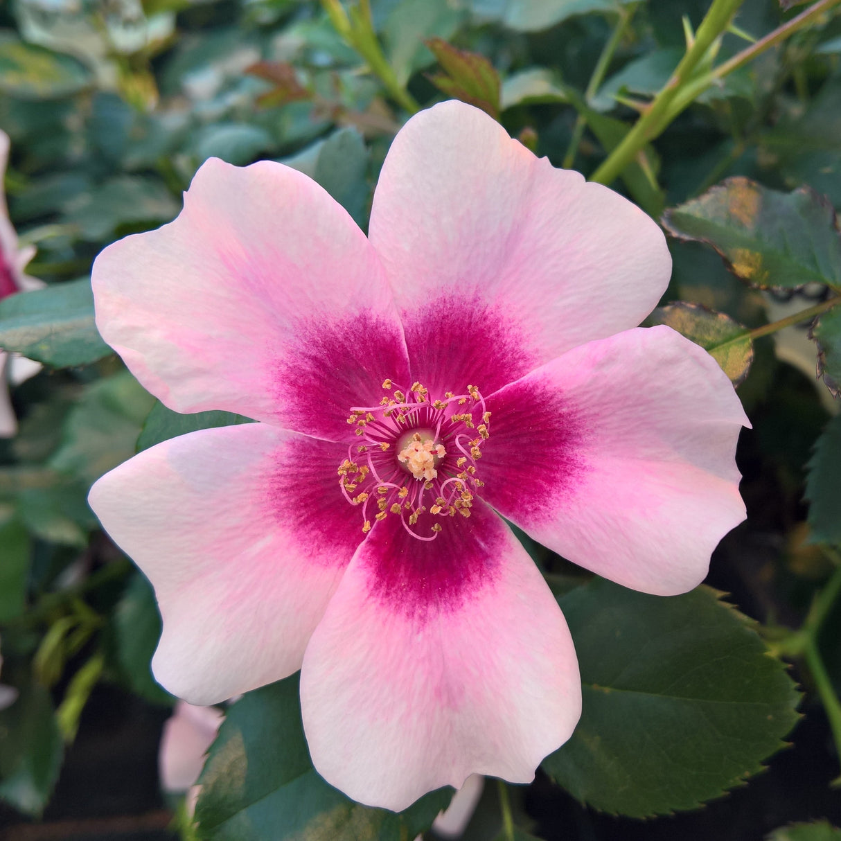 Rose 'Bravo Babylon Eyes'©