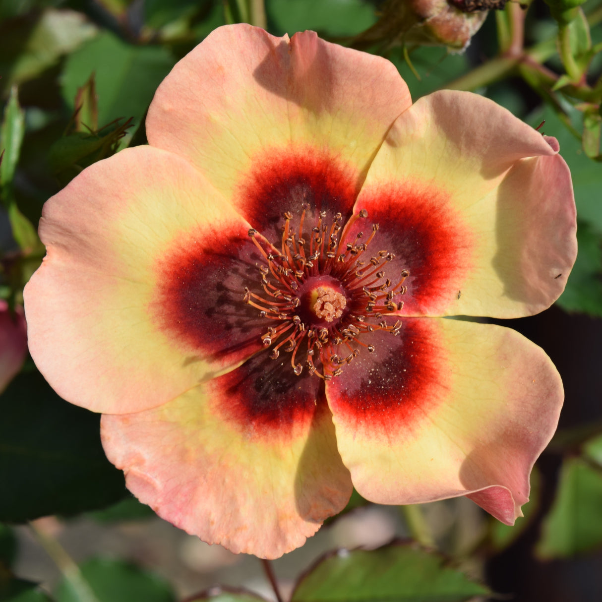 Rose 'Fancy Babylon Eyes'©