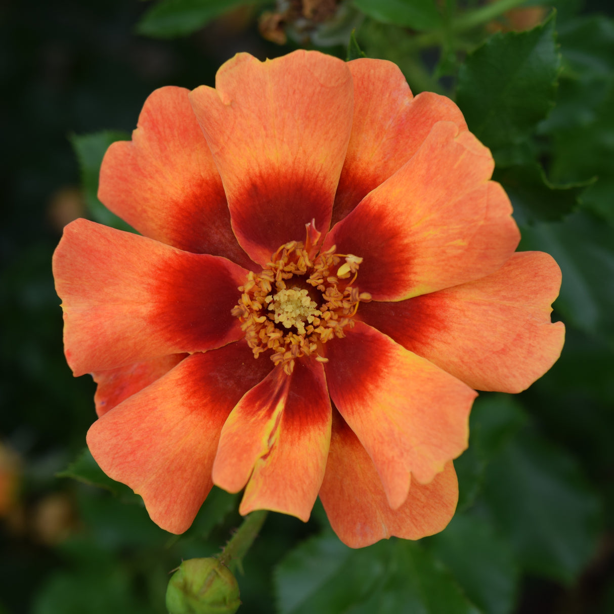 Rose 'Flame Babylon Eyes'©