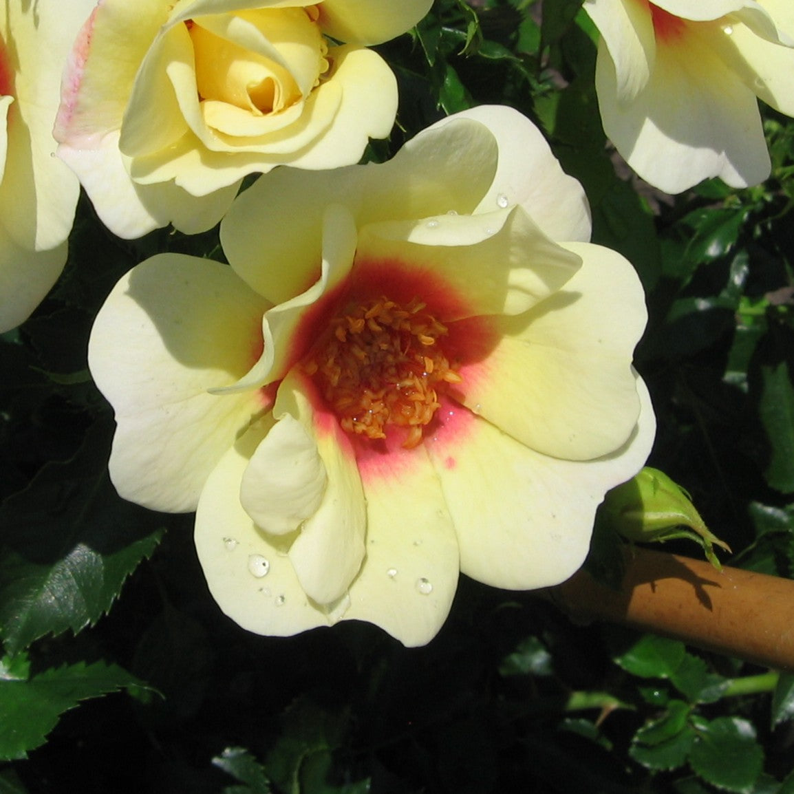 Rose 'Glorious Babylon Eyes'©