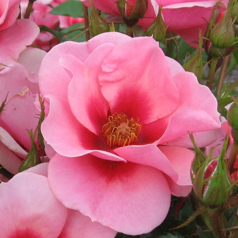 Rose 'Maestro Babylon Eyes'©