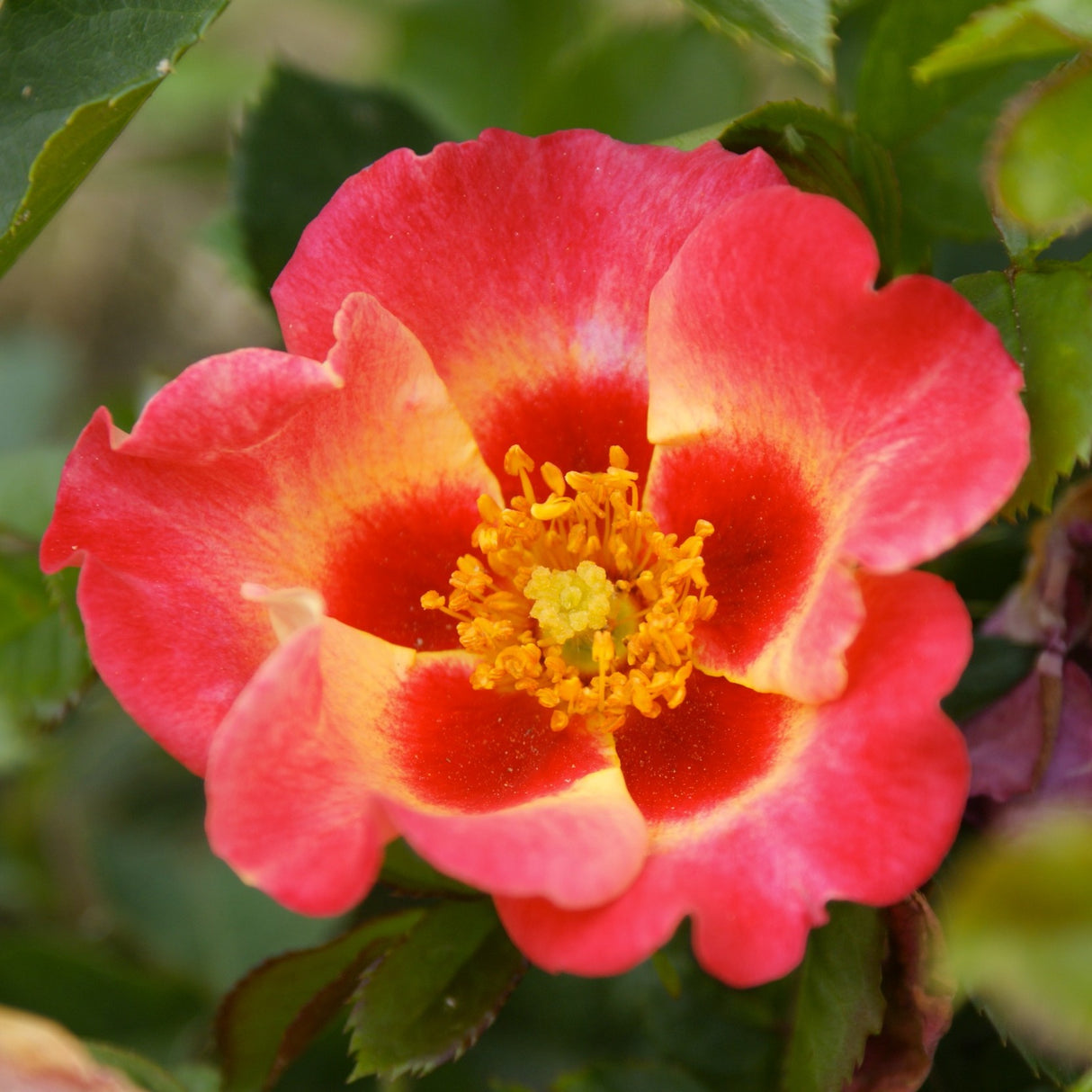 Rose 'Sunshine Babylon Eyes'©