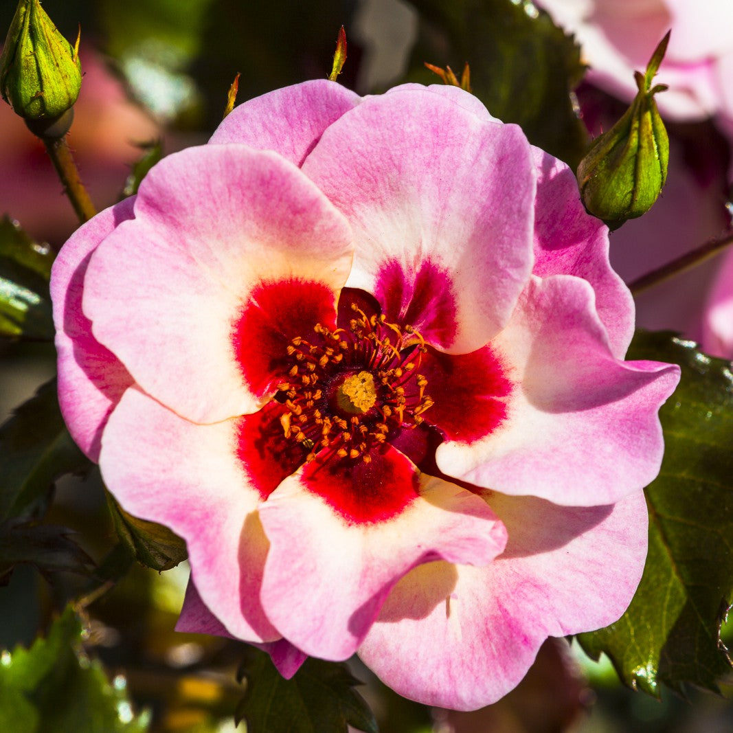 Rose 'Sweet Babylon Eyes'©