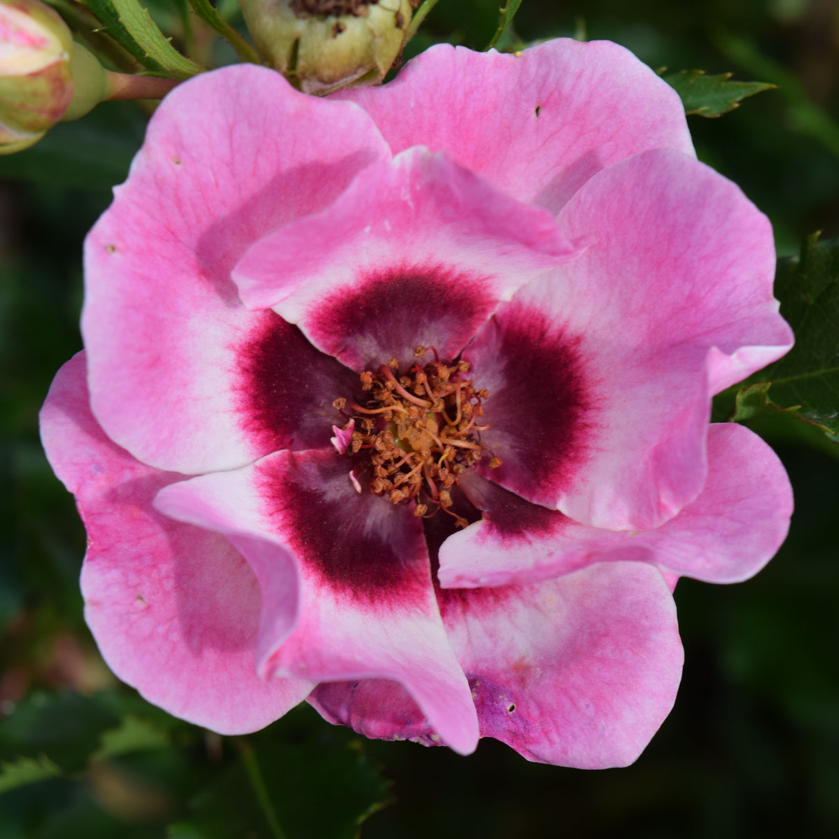 Rose 'Trendy Babylon Eyes'©