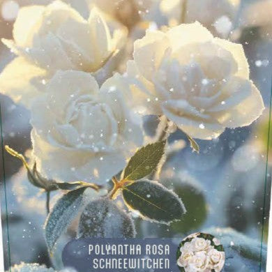 Rose 'Schneewitchen'© Nordic Garden Beauties'©