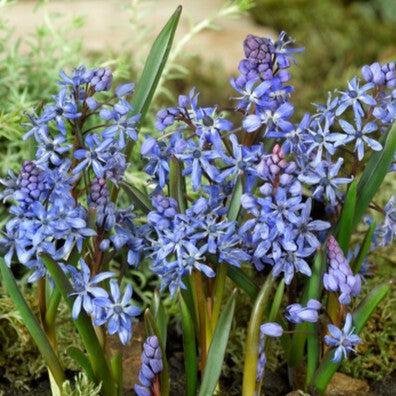 Scilla bifolia 'Blue'