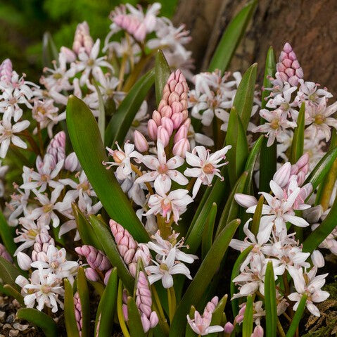 Scilla bifolia 'Rosea'