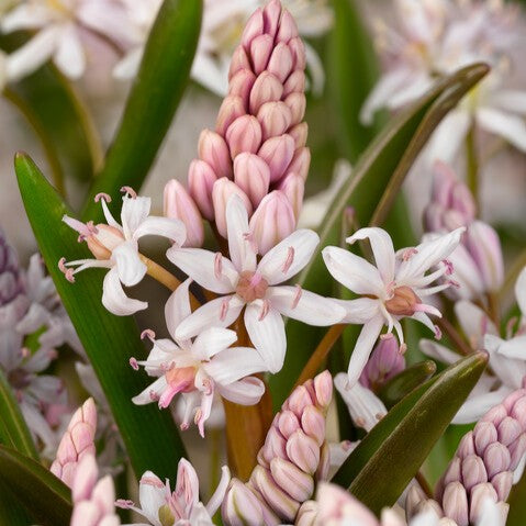 Scilla bifolia 'Rosea'